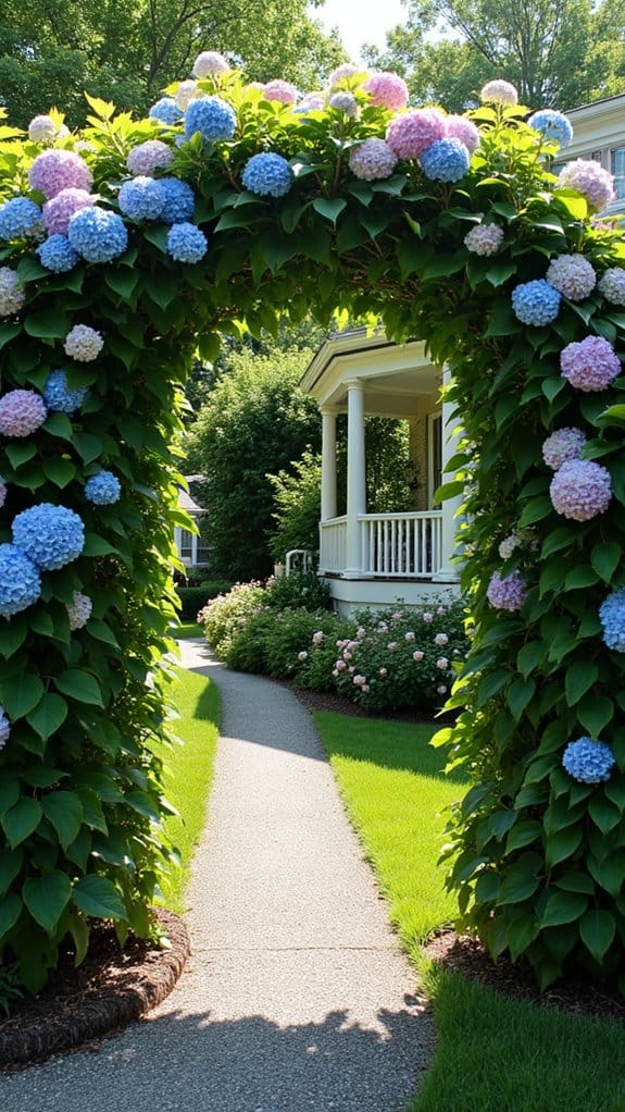 beautiful privacy with hydrangeas