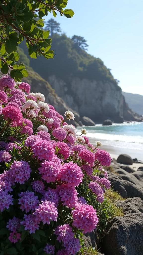 coastal phlox for vibrant gardens