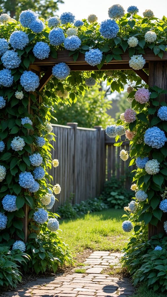 hydrangeas enhance outdoor charm
