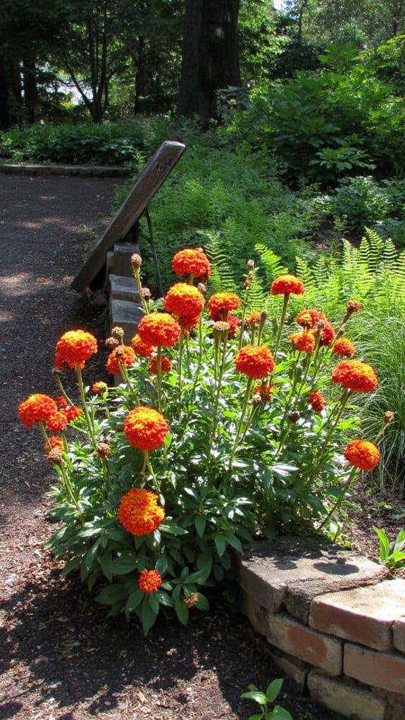 bold colorful perennial blooms