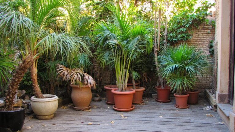 breezy potted palm plants