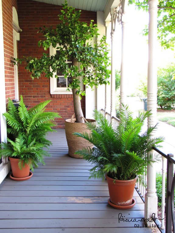 eco friendly porch plants choice
