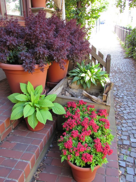 vibrant coleus for shade