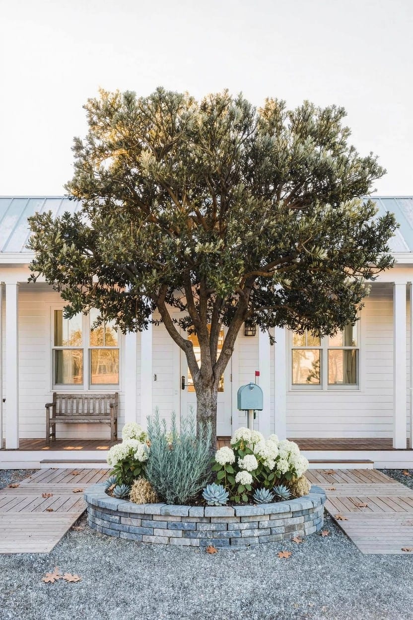 White house with porch and metal roof centered on an olive tree in a circular stone planter bed planted with white flowers, silvery plants, and succulents, gravel yard with wooden paths.