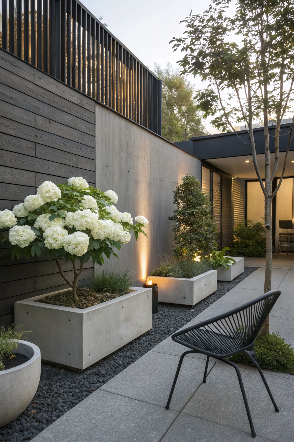 Modern courtyard with dark wood and concrete walls, large white hydrangea bush in tall rectangular concrete planter, grasses in adjacent planters, black gravel beside concrete path, and single black wire chair.