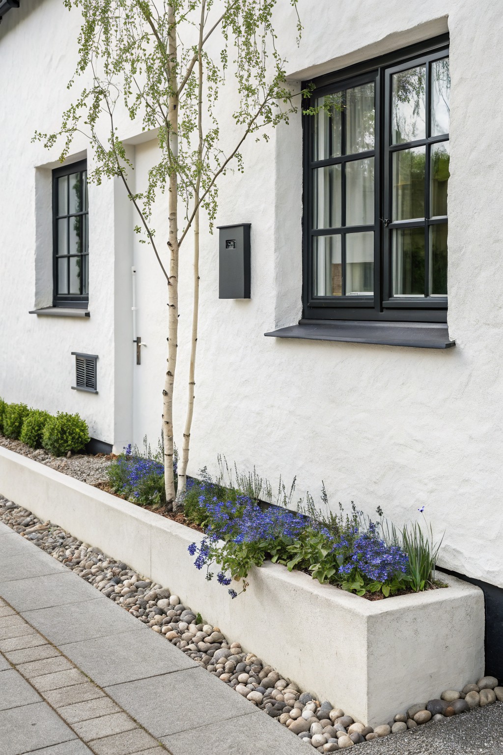 White stucco house exterior wall with black-framed windows and door, black wall-mounted mailbox, slender birch tree, raised rectangular concrete planter box filled with blue flowers, grasses, and low shrubs along a paved path edged with pebbles.