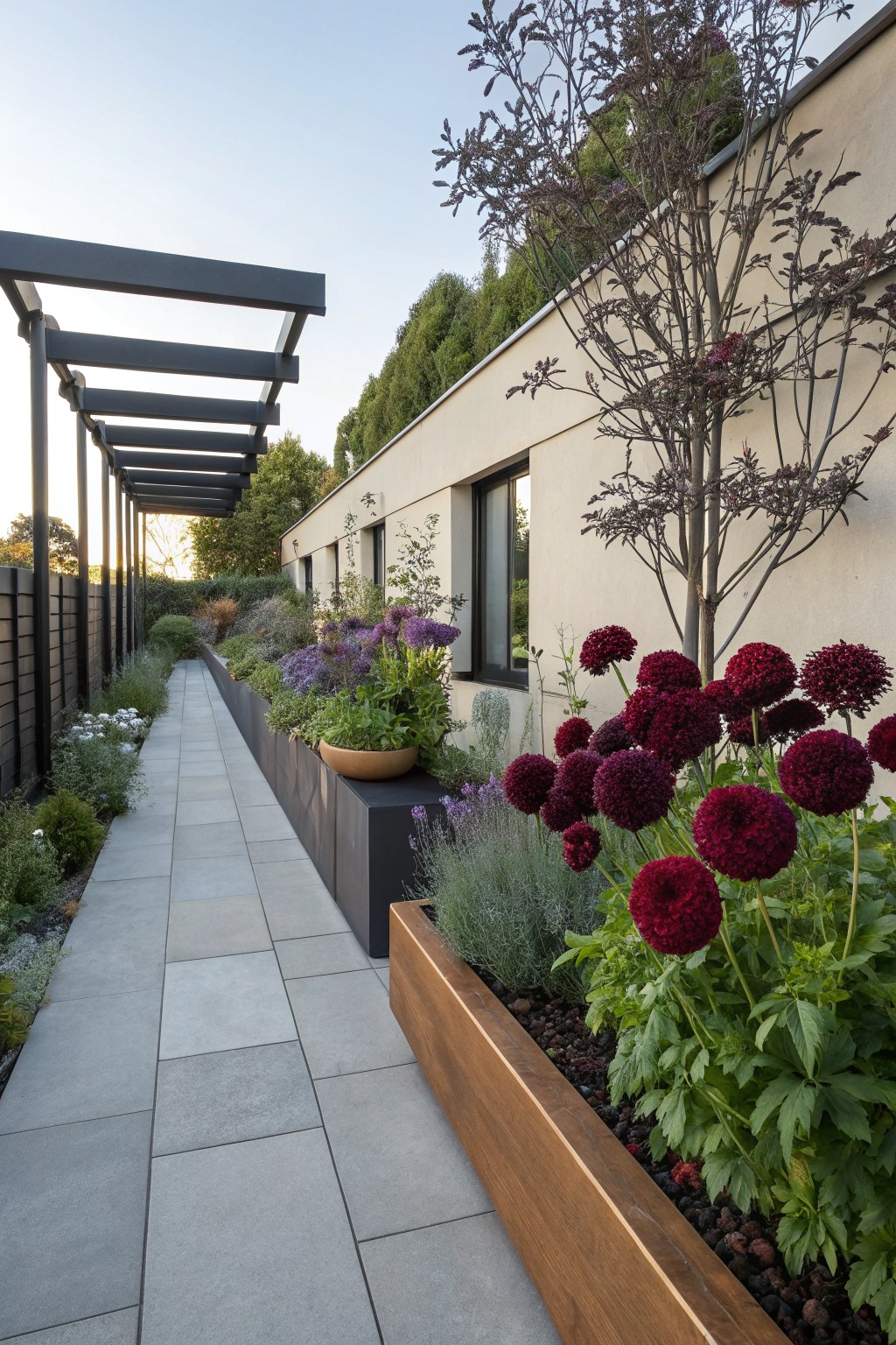 Gray stone pathway bordered by wooden raised planters filled with dark red dahlia blooms, green foliage, and other perennials, next to a beige house wall under a black metal pergola structure.