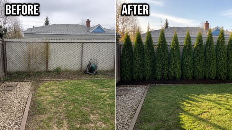20 Fresh Privacy Landscaping Remodel Ideas Along Fence Lines Before-and-after image of a backyard fence line changed from an open chain-link fence to a dense row of tall evergreen shrubs.
