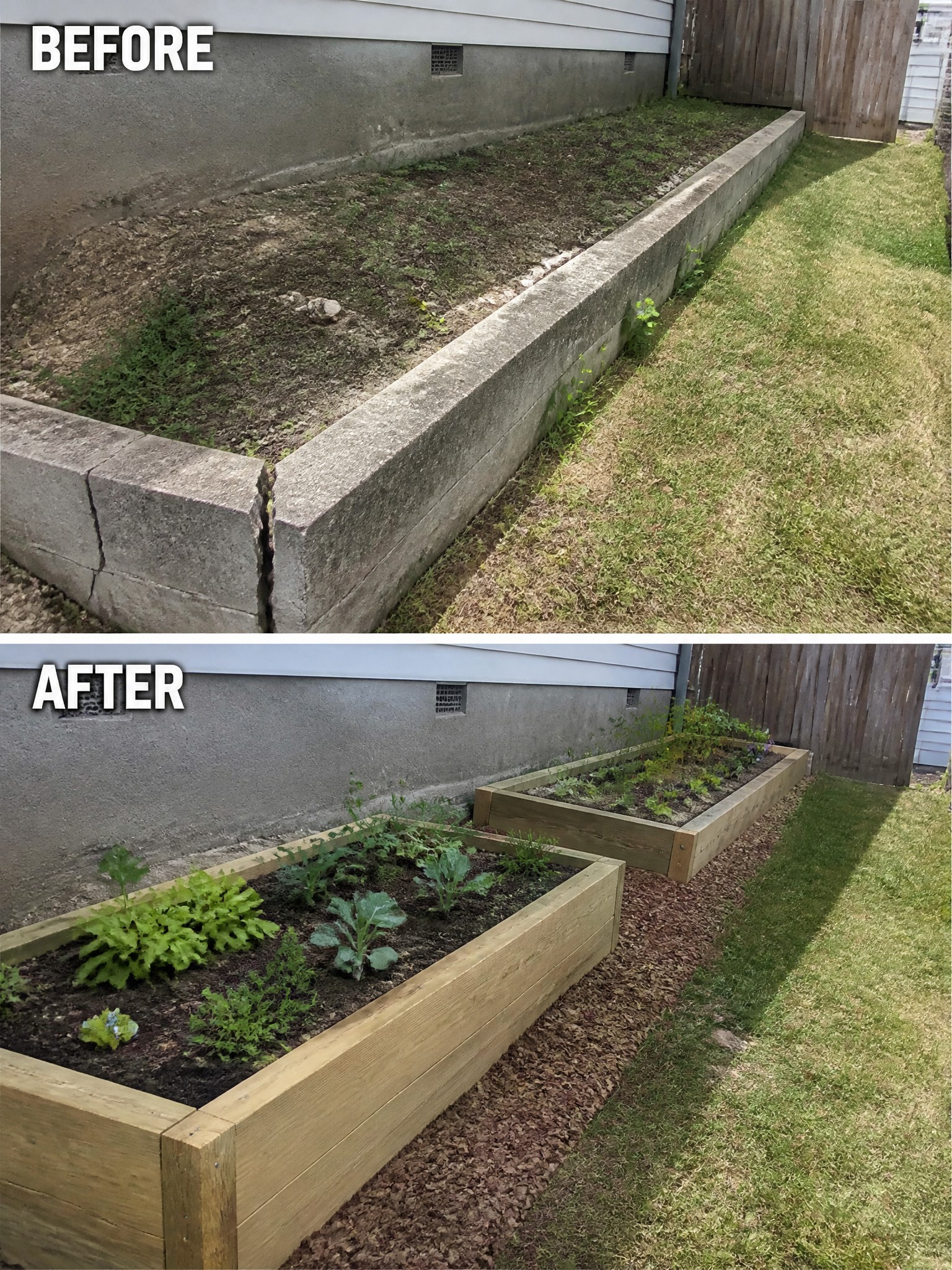 Before and after garden transformation with raised wooden beds and planted vegetables.