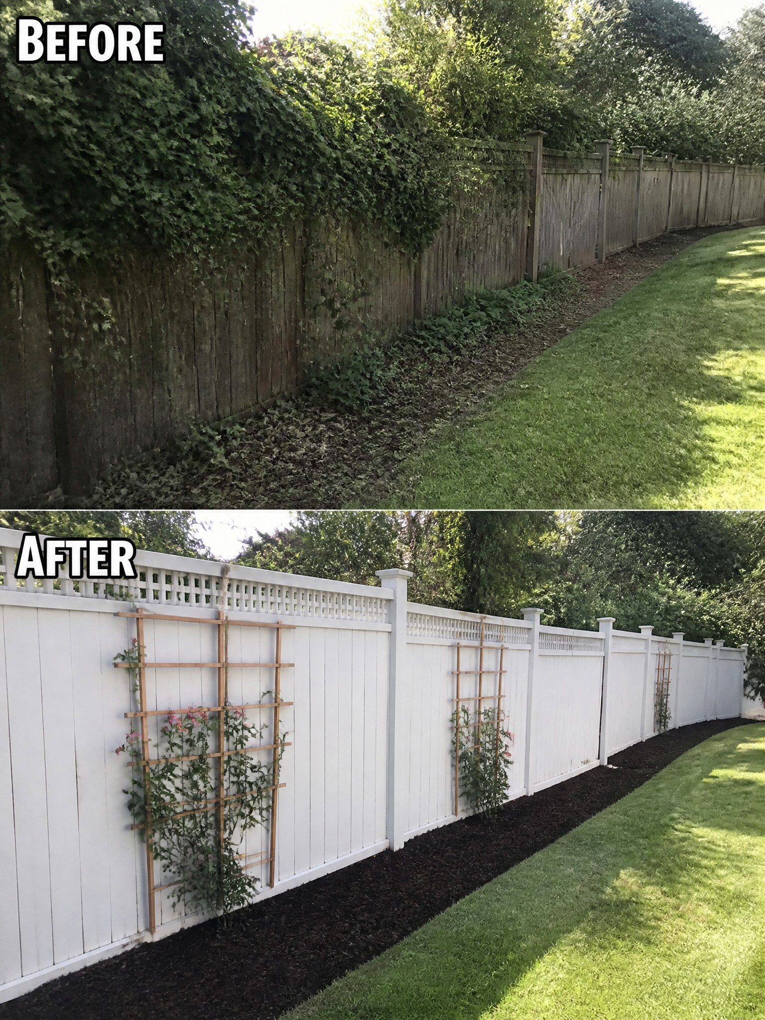 Before-and-after image of an overgrown wooden fence line updated to a white fence with clean mulch beds and trellises holding climbing plants.
