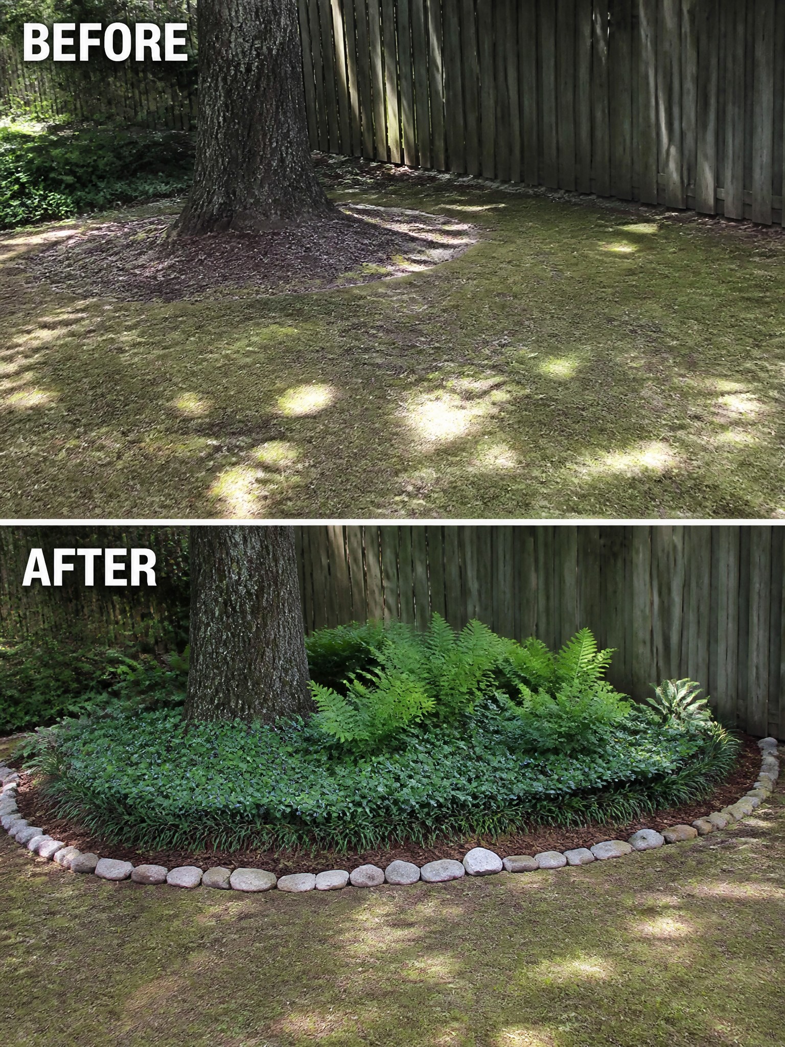 Before-and-after image of a mossy tree base changed into a mulched garden bed edged with stones and filled with ferns and ground cover.