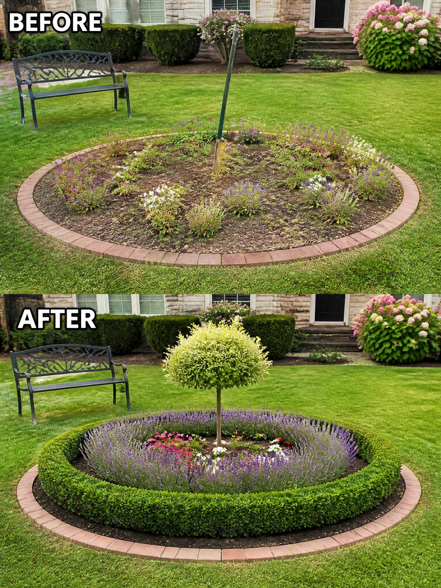 Before-and-after image of a circular garden bed changed from sparse planting to a neatly edged space with a low hedge border, lavender, and a small central tree.