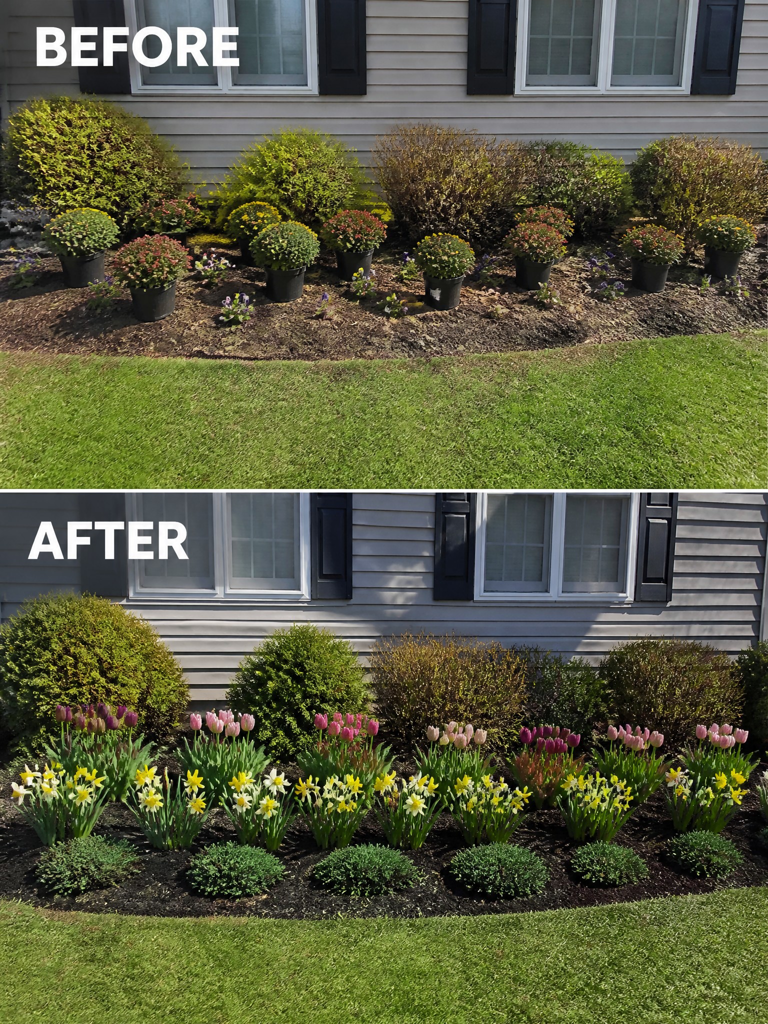 Before and after views of house garden bed with colorful spring flowers and shrubs.