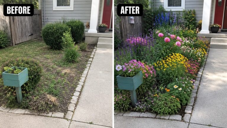 Before and after of a front yard garden transformed with colorful blooming flowers.