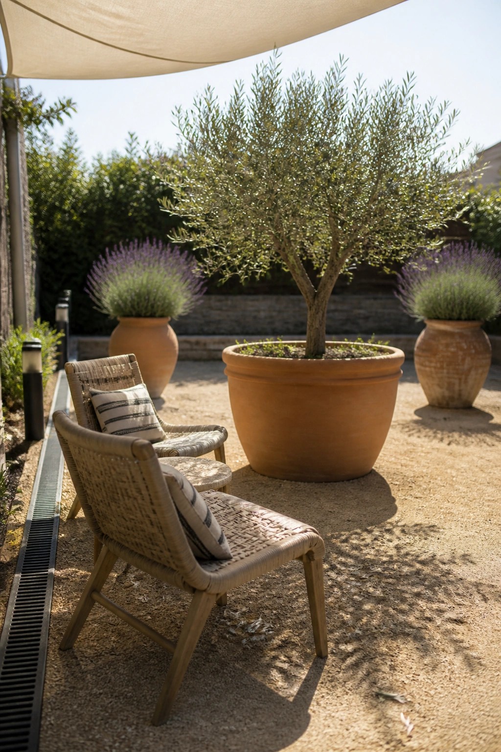 Woven chairs on sunny patio beside olive tree and lavender in terracotta pots