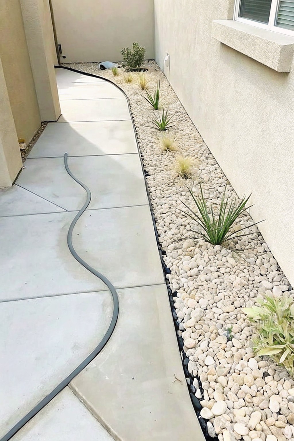 Concrete path with curving gray hose beside white pebble garden and plants