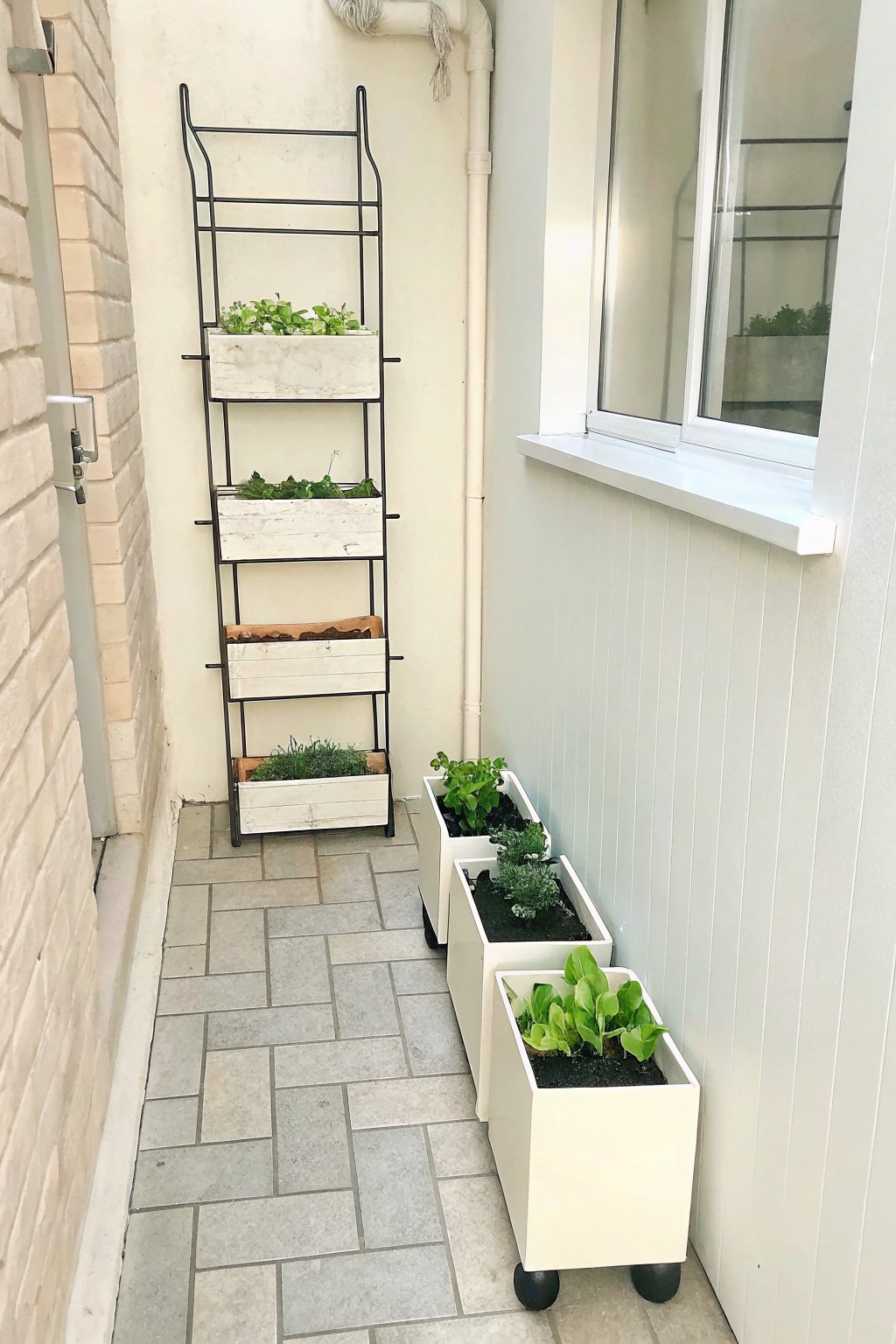A narrow paved walkway beside a house wall with a tall black metal ladder holding white wooden planters and several white wheeled planters lined up along the base.