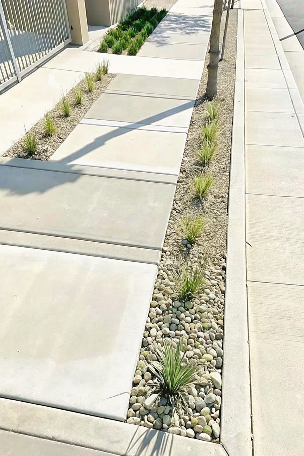 Concrete walkway with gravel beds, sparse grass plants, and tree trunks along edge