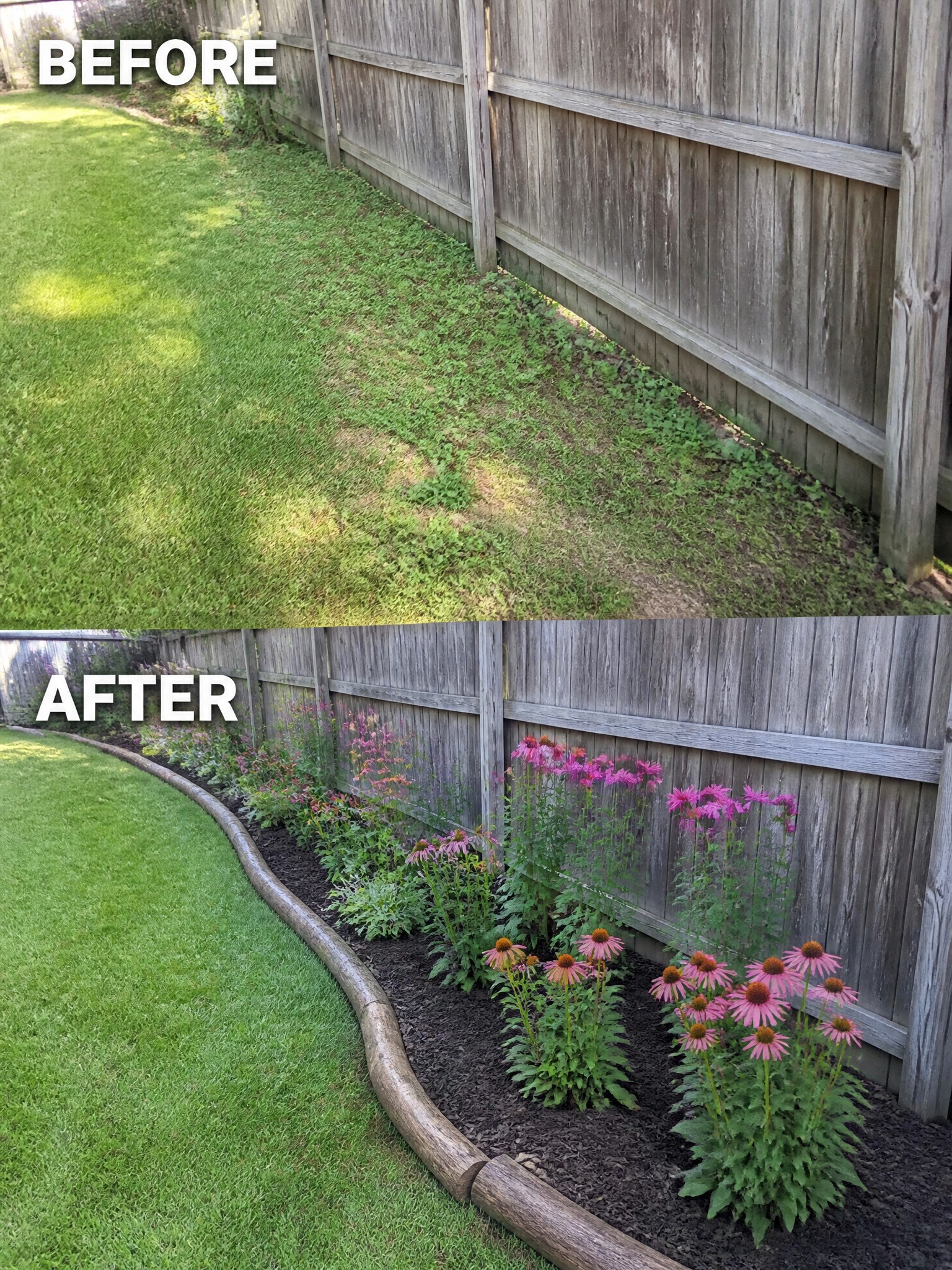 Before-and-after garden transformation with purple flowers and mulch along wooden fence