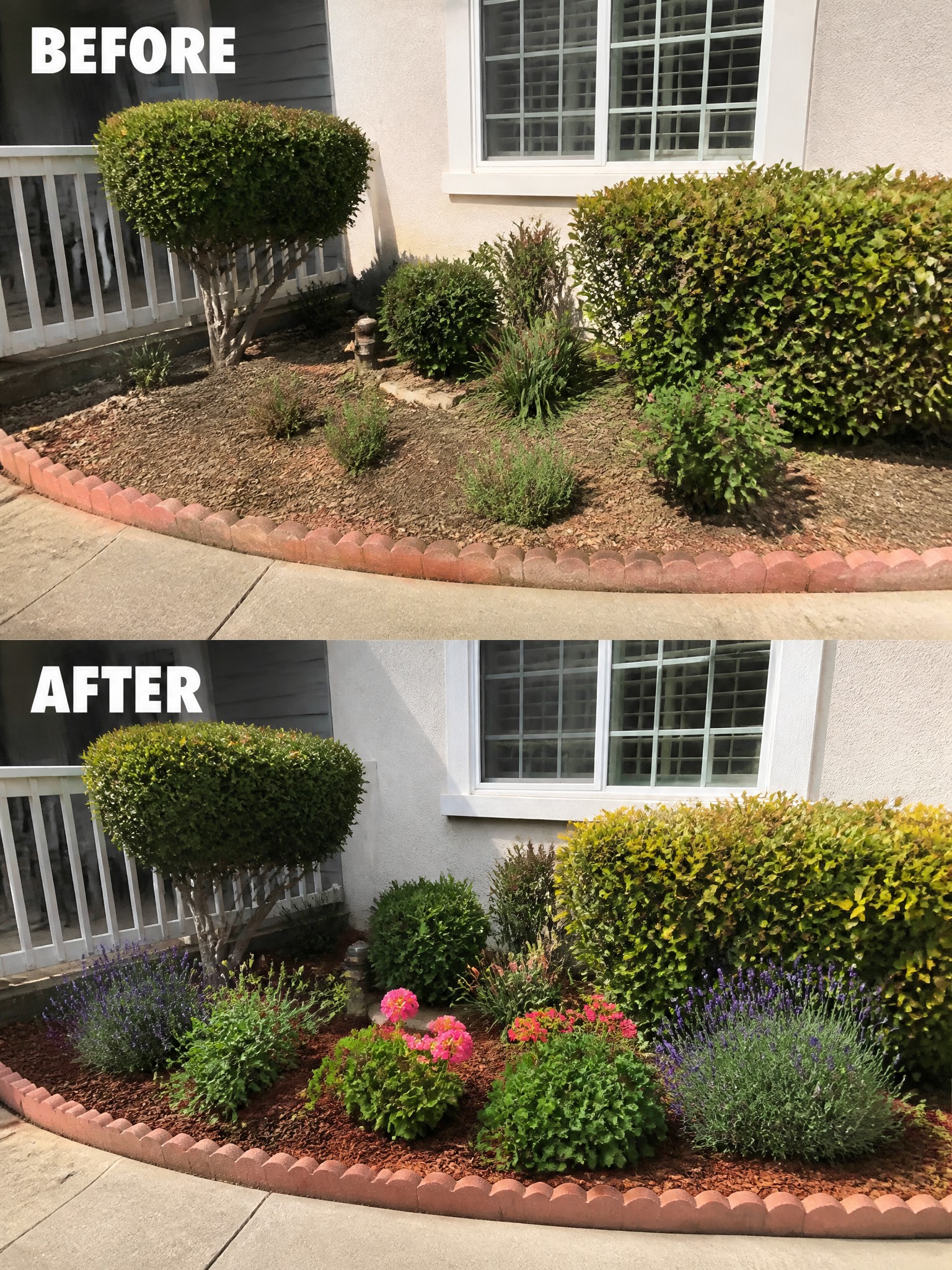 Before-and-after garden bed with mulch, green shrubs, pink flowers, and lavender.