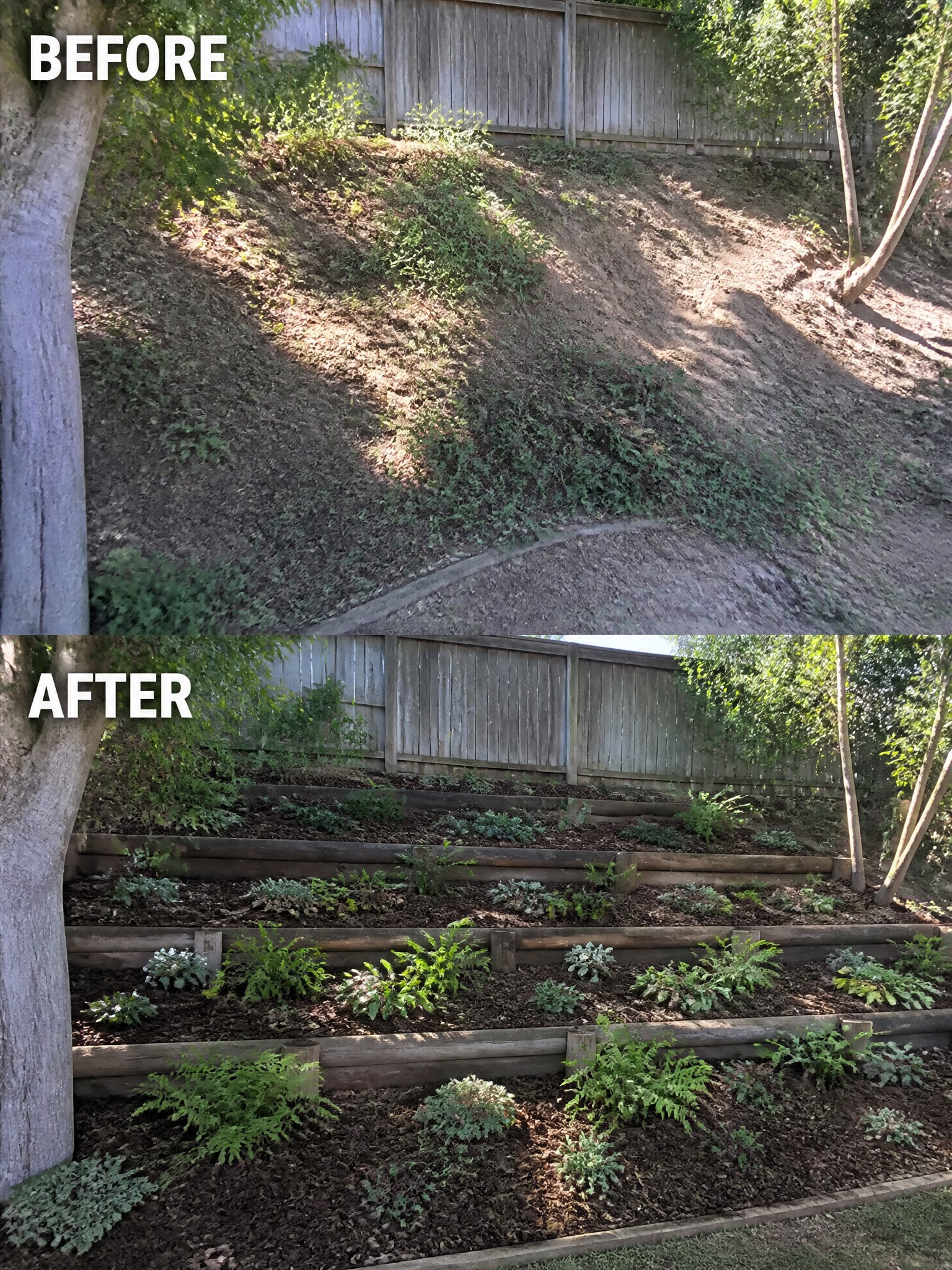Before-and-after image of an overgrown slope changed into terraced garden beds with wooden log edging and mulch.