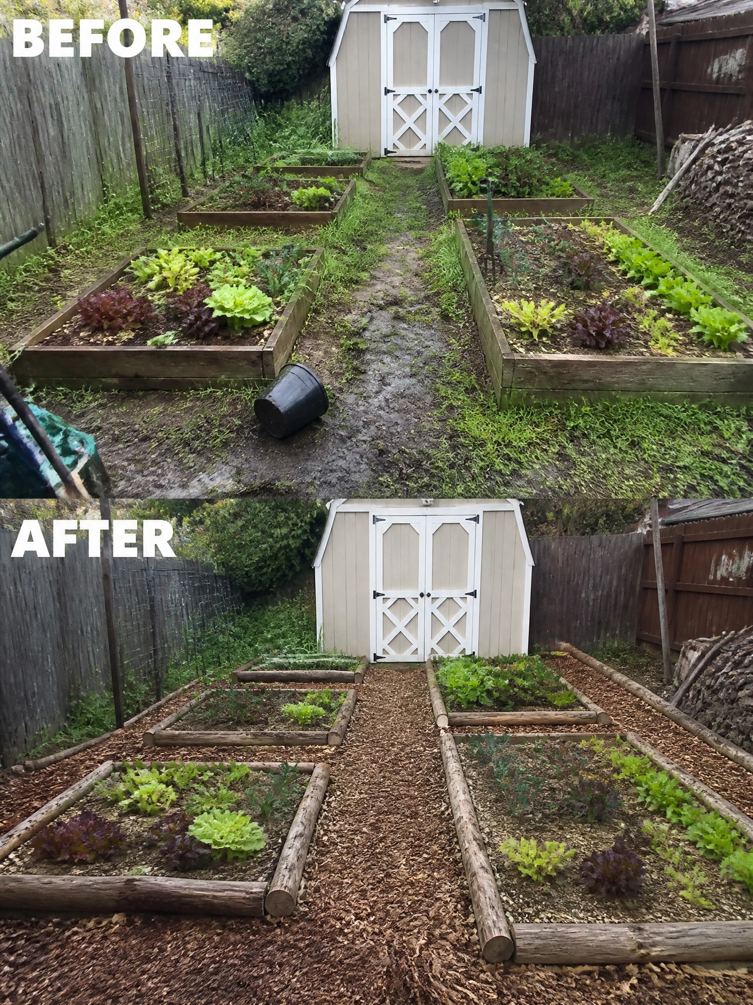 Before and after garden with raised beds, shed, and wood chip paths