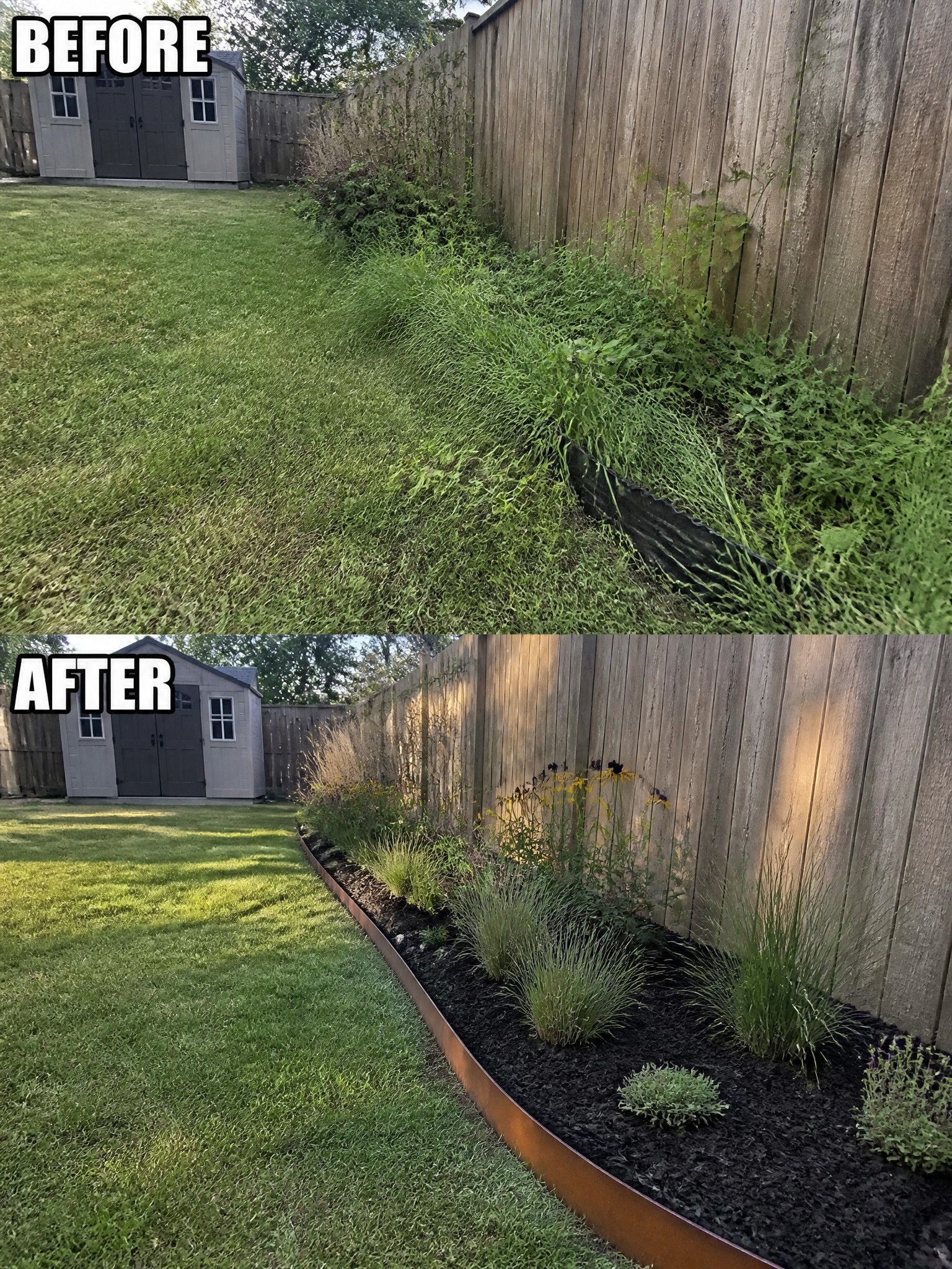 Before and after of overgrown weeds turned into mulched garden bed with grasses along fence