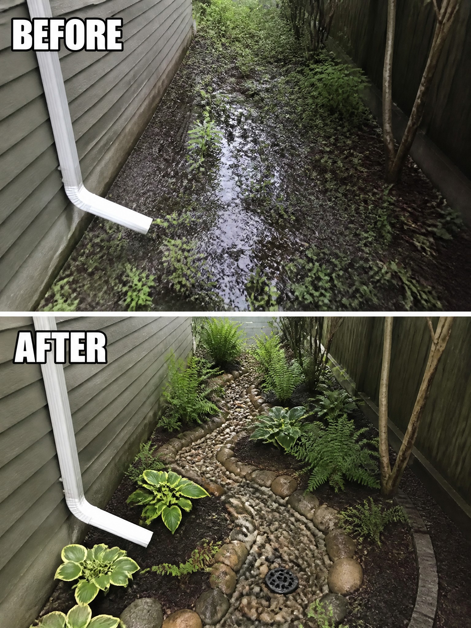 Before-and-after of muddy drainage area transformed into rock garden with ferns, hostas and grate.