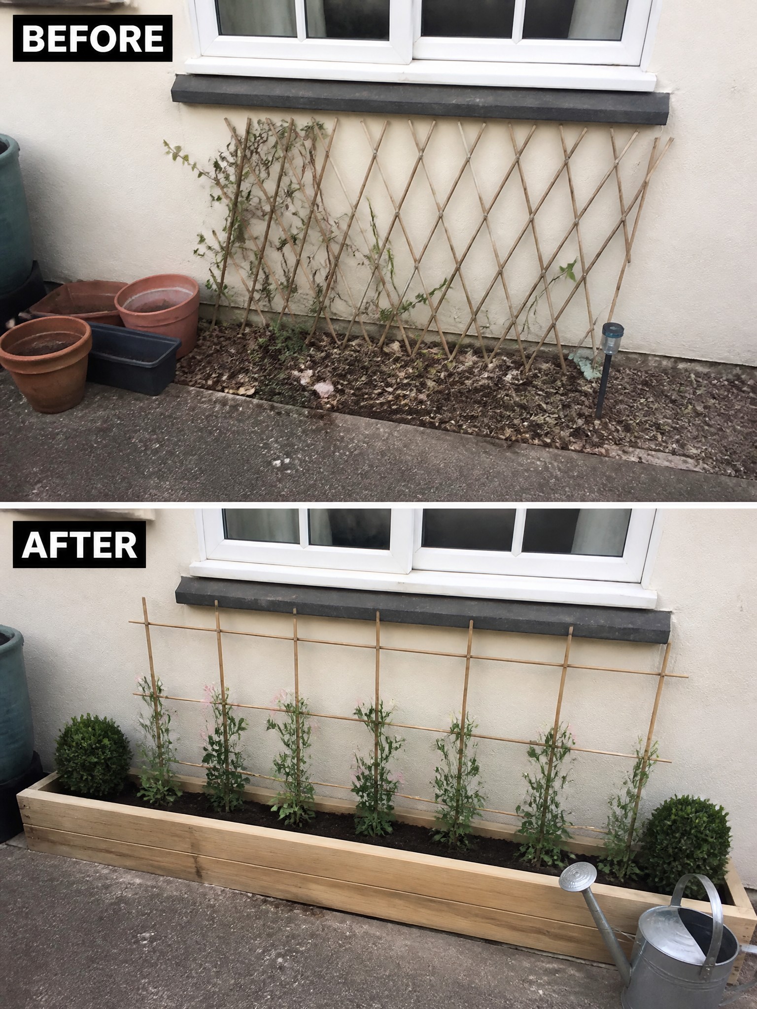Before and after of garden bed under window, from sparse trellis to neat planter with plants.