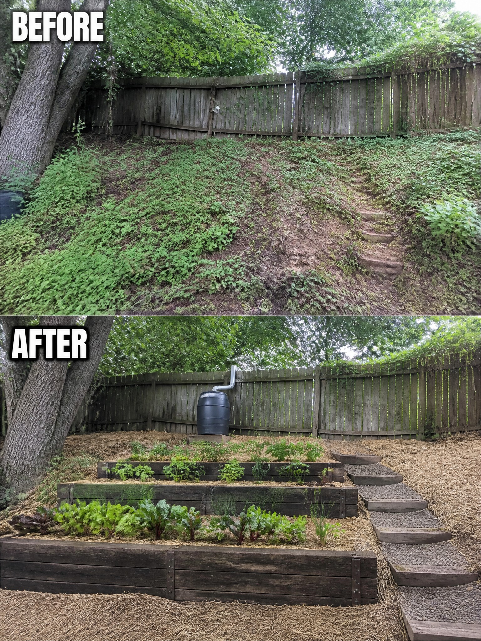 Before and after of weedy slope transformed into tiered raised garden beds with mulch and rain barrel.