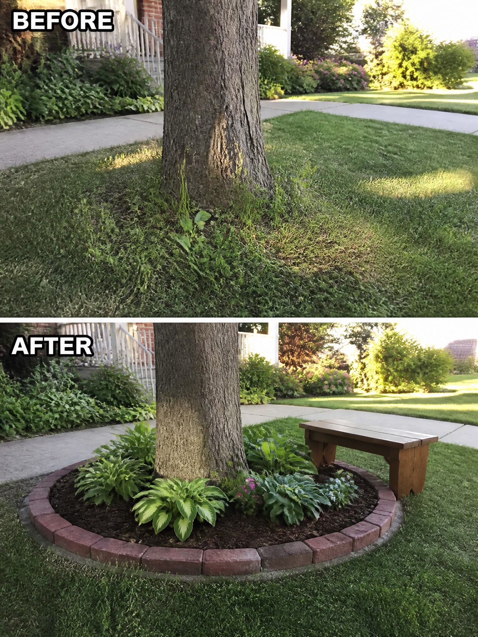 Before and after of tree with brick border, mulch, plants and bench.