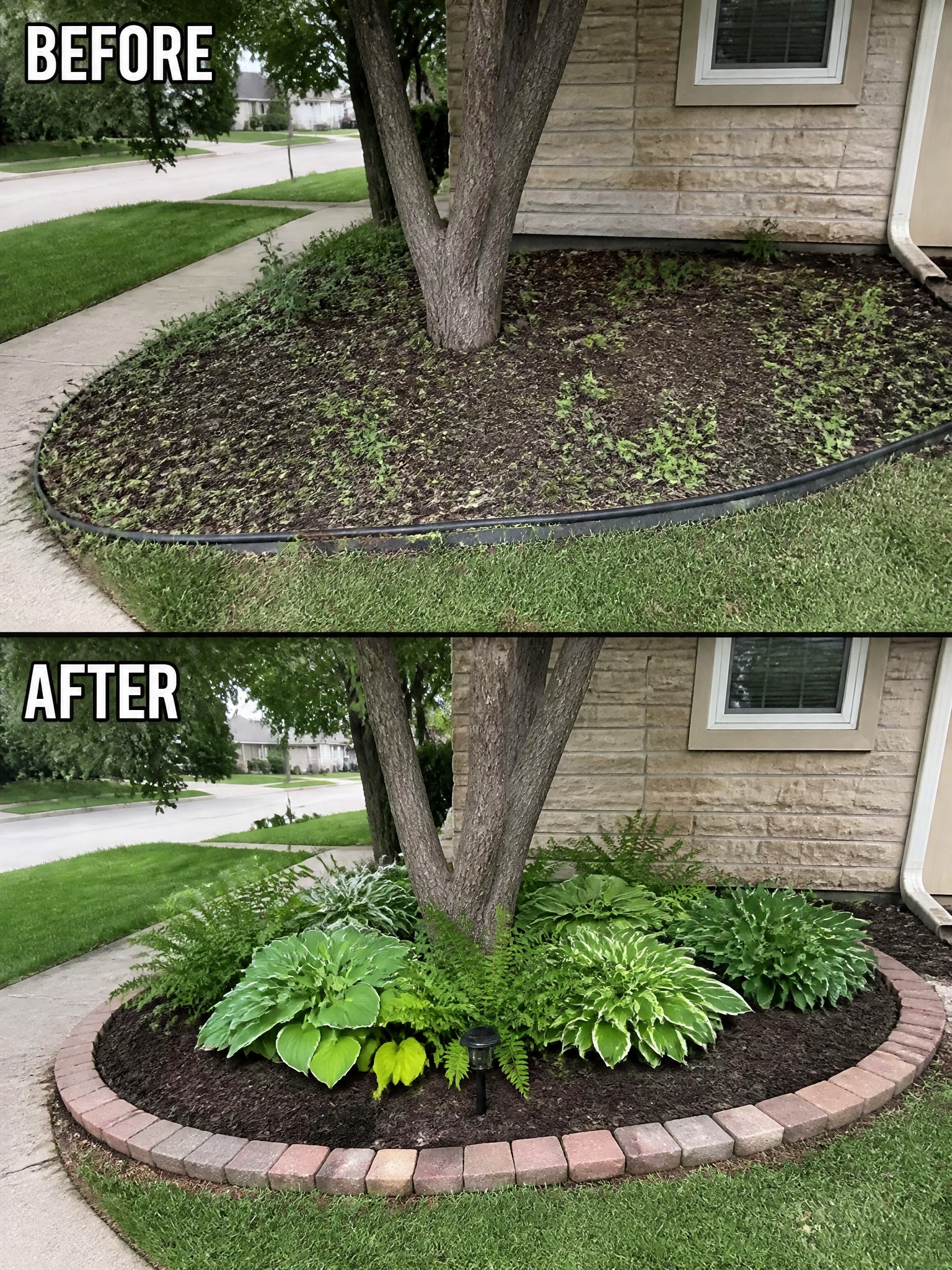 Before and after tree bed: bare mulch transformed into hostas with brick border