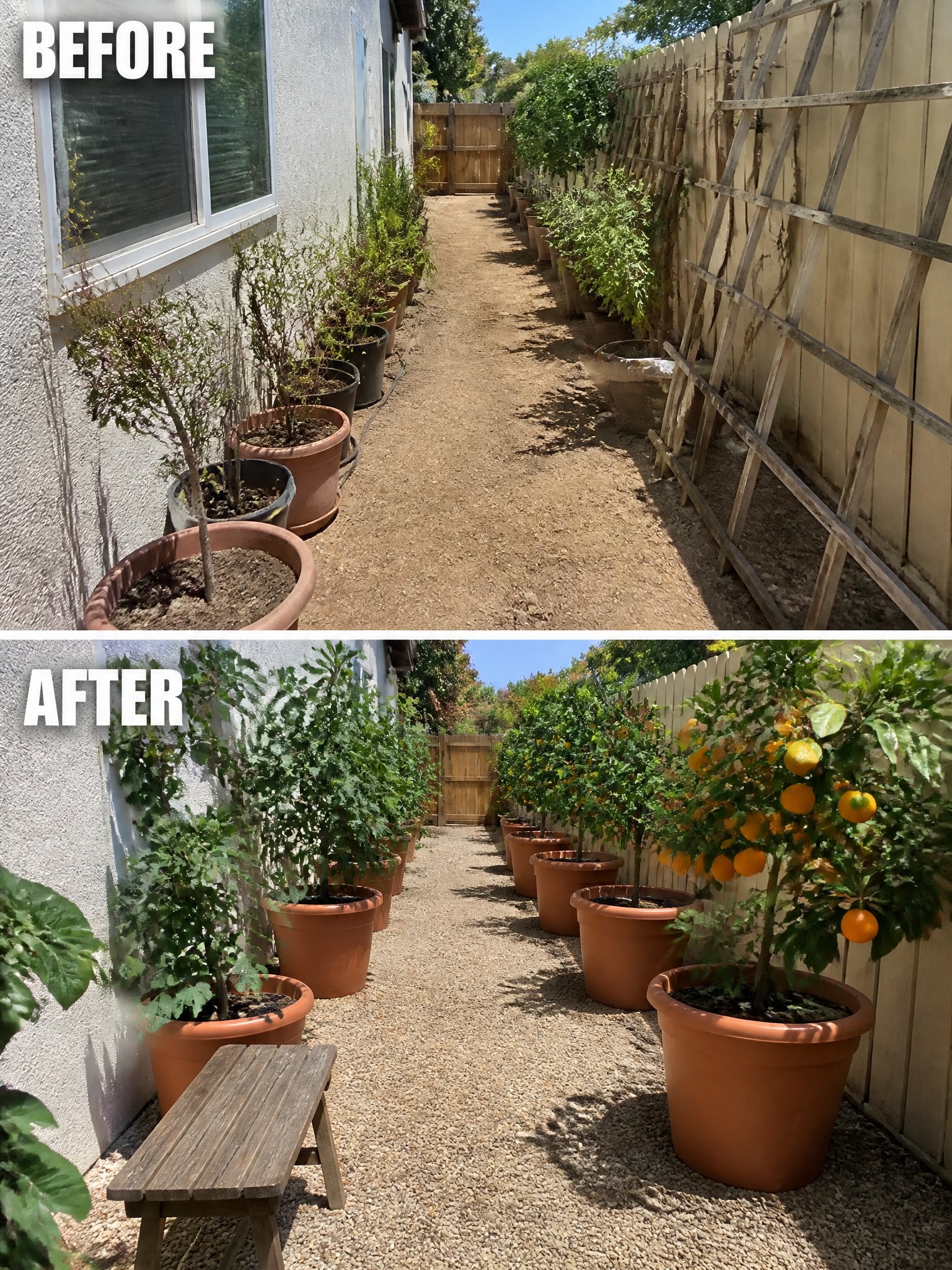 Before-and-after of potted plants thriving along gravel path beside house with wooden bench