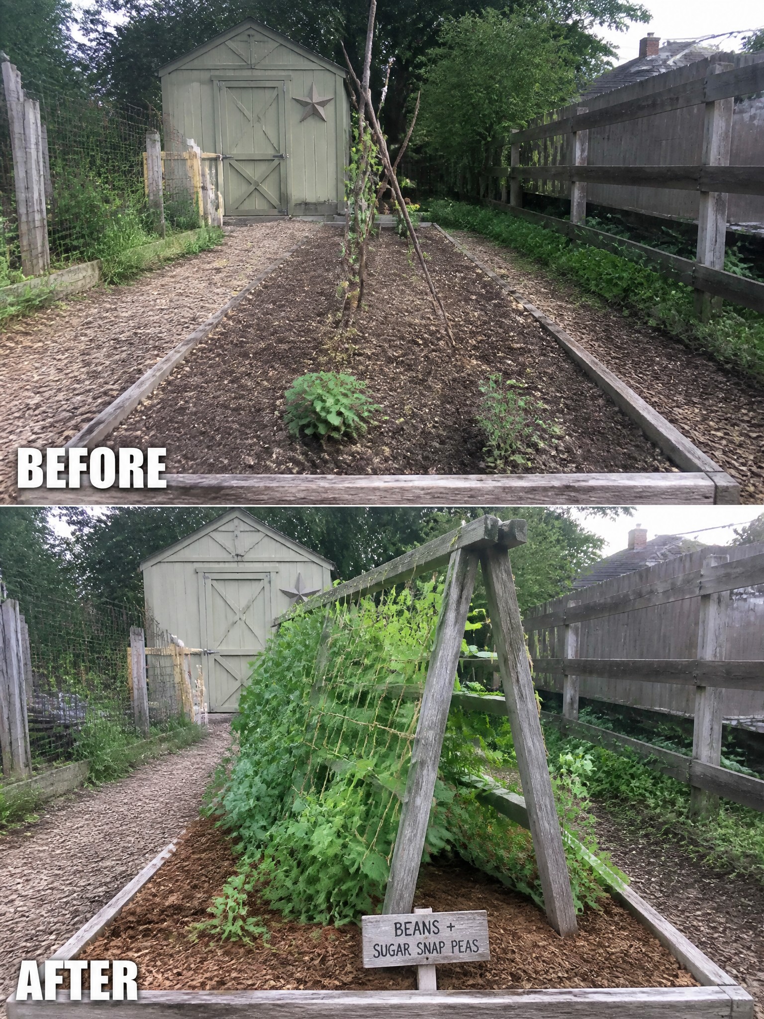 Before and after of raised garden bed with beans and peas on trellis.