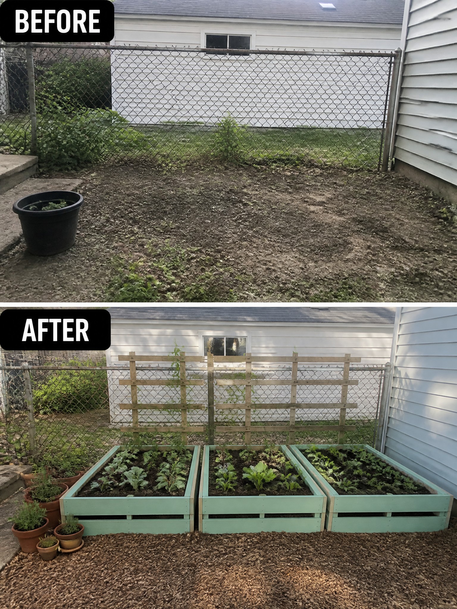 Before and after of weedy yard transformed into raised garden beds with trellises