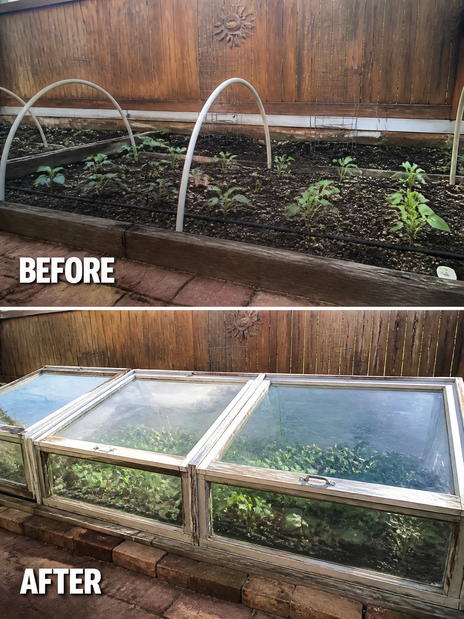 Before-and-after image of open garden beds changed into covered growing areas using old window frames.