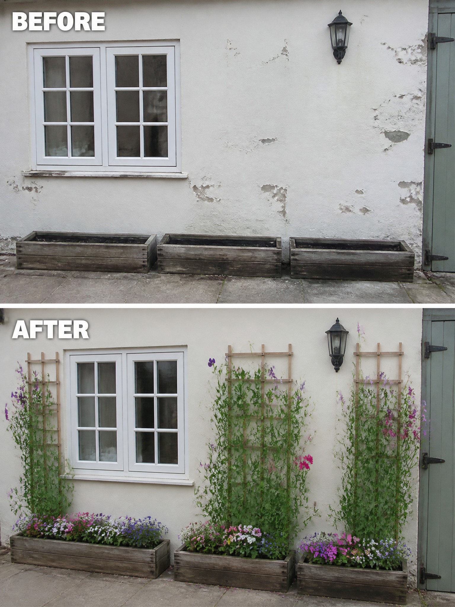 Before-and-after view of wall with window, empty planters, then flowering trellises.