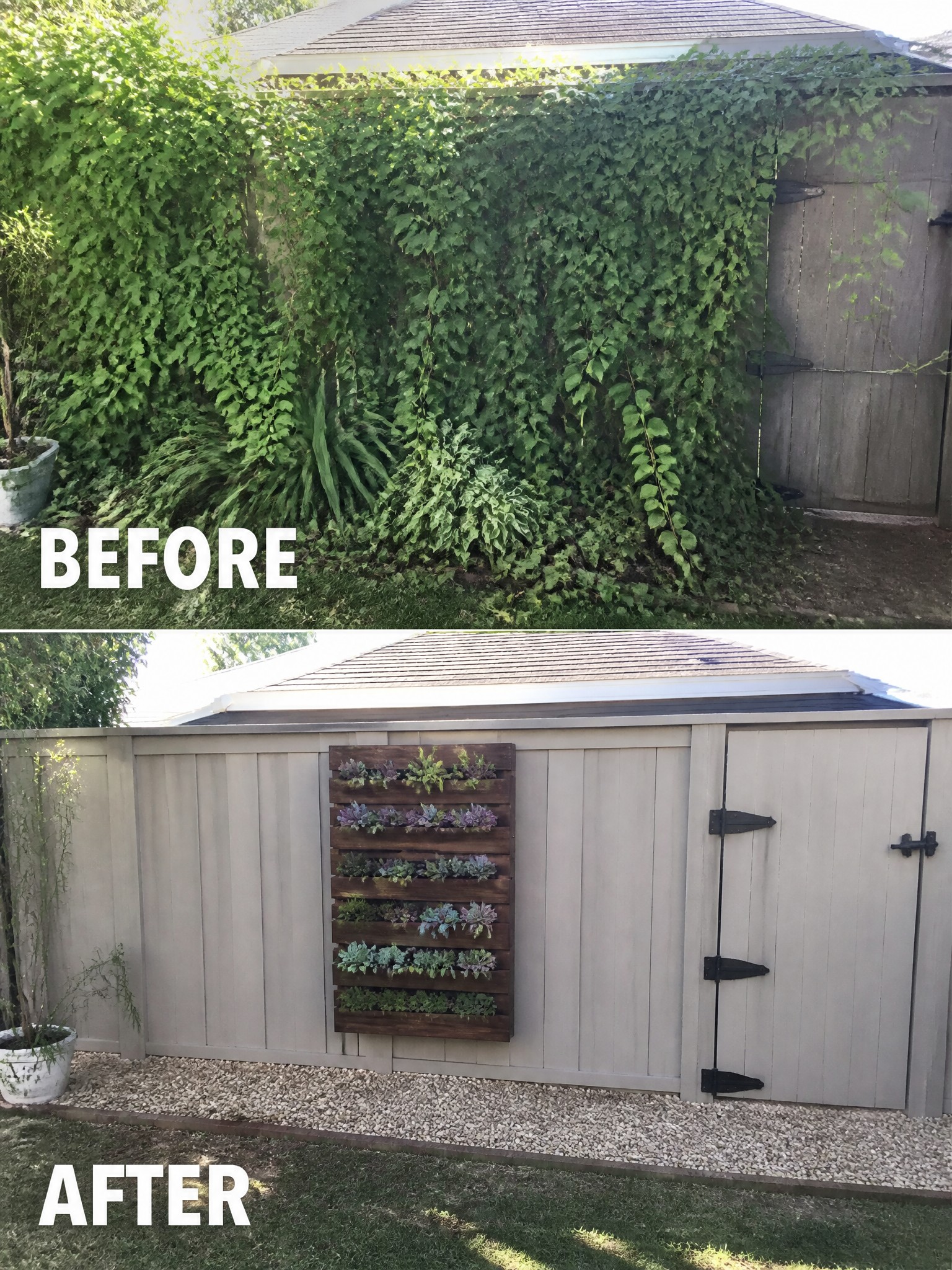 Before-and-after image of an overgrown shed wall cleared of vines and updated with a vertical succulent planter and gravel border.