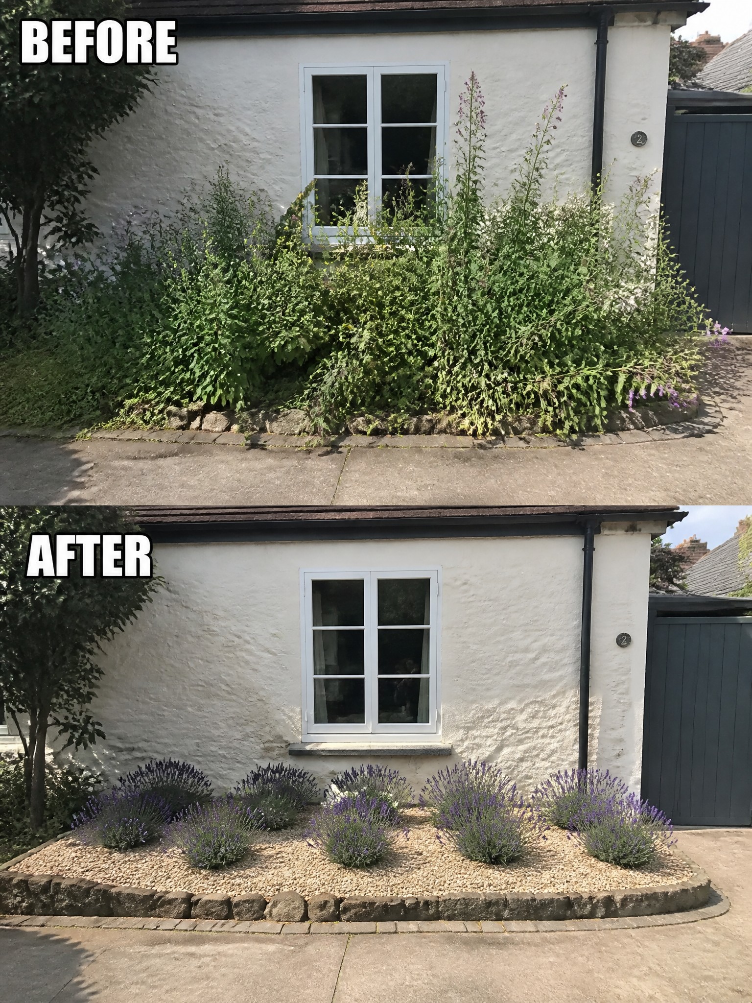Before and after of overgrown garden bed transformed into neat lavender planting by white house window
