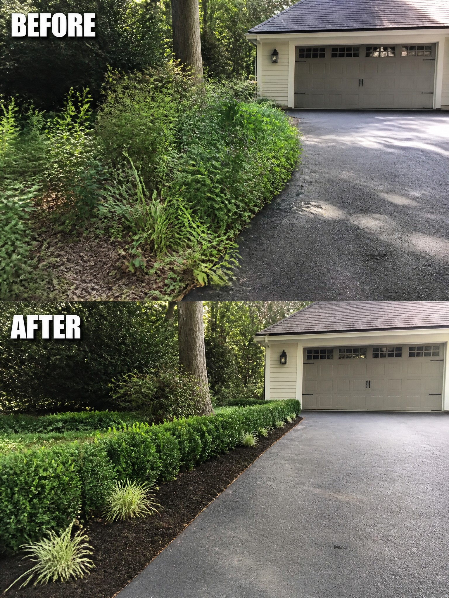 Before-and-after image of an overgrown driveway border changed into neatly trimmed hedges with mulch and small ornamental grasses.