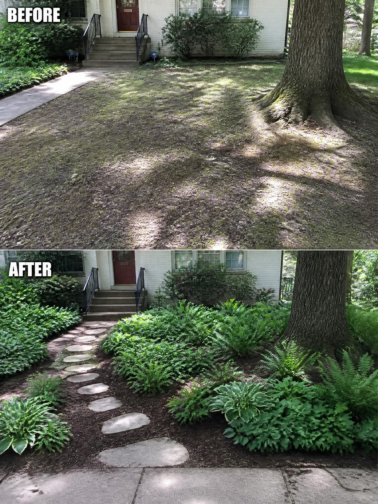 Before-and-after image of an overgrown front yard changed into a landscaped area with a stepping stone path and mulched garden beds.