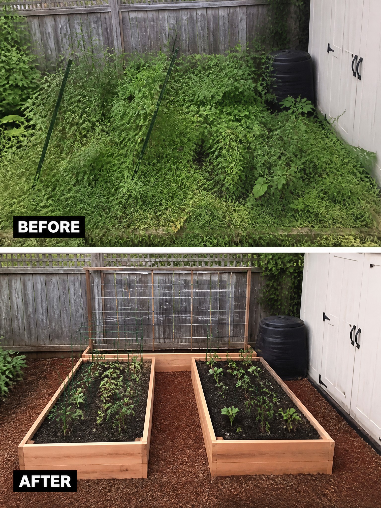 Before overgrown weeds and after neat raised wooden garden beds with mulch