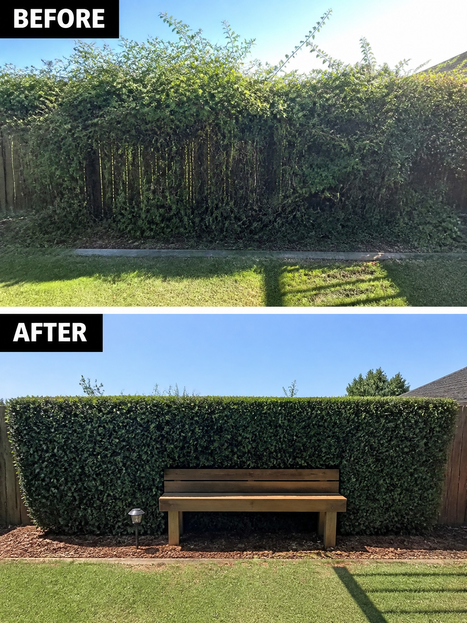Before and after of overgrown hedge trimmed neatly with wooden bench added.