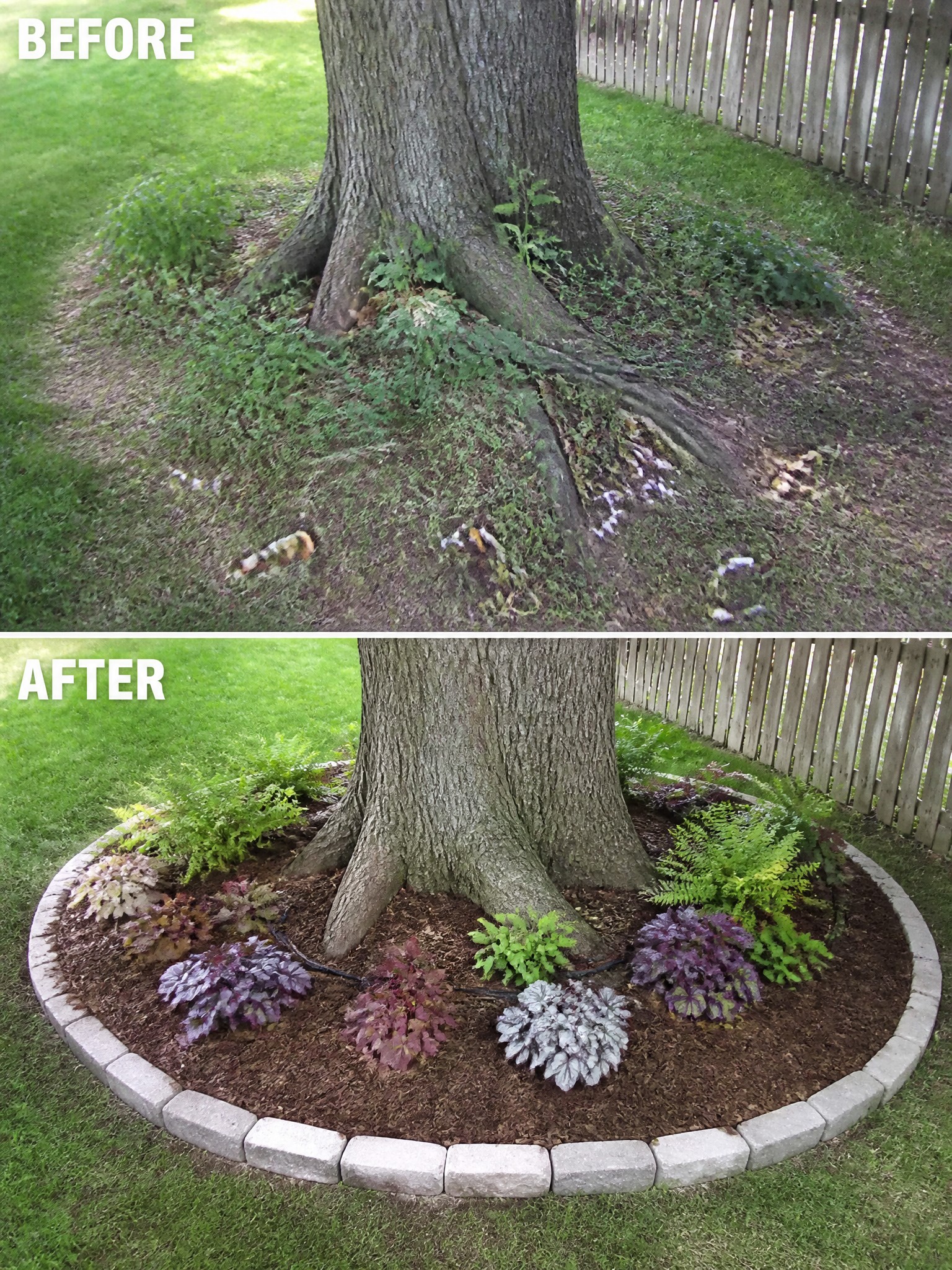 Before-and-after photos of tree base turned into mulched garden bed with plants