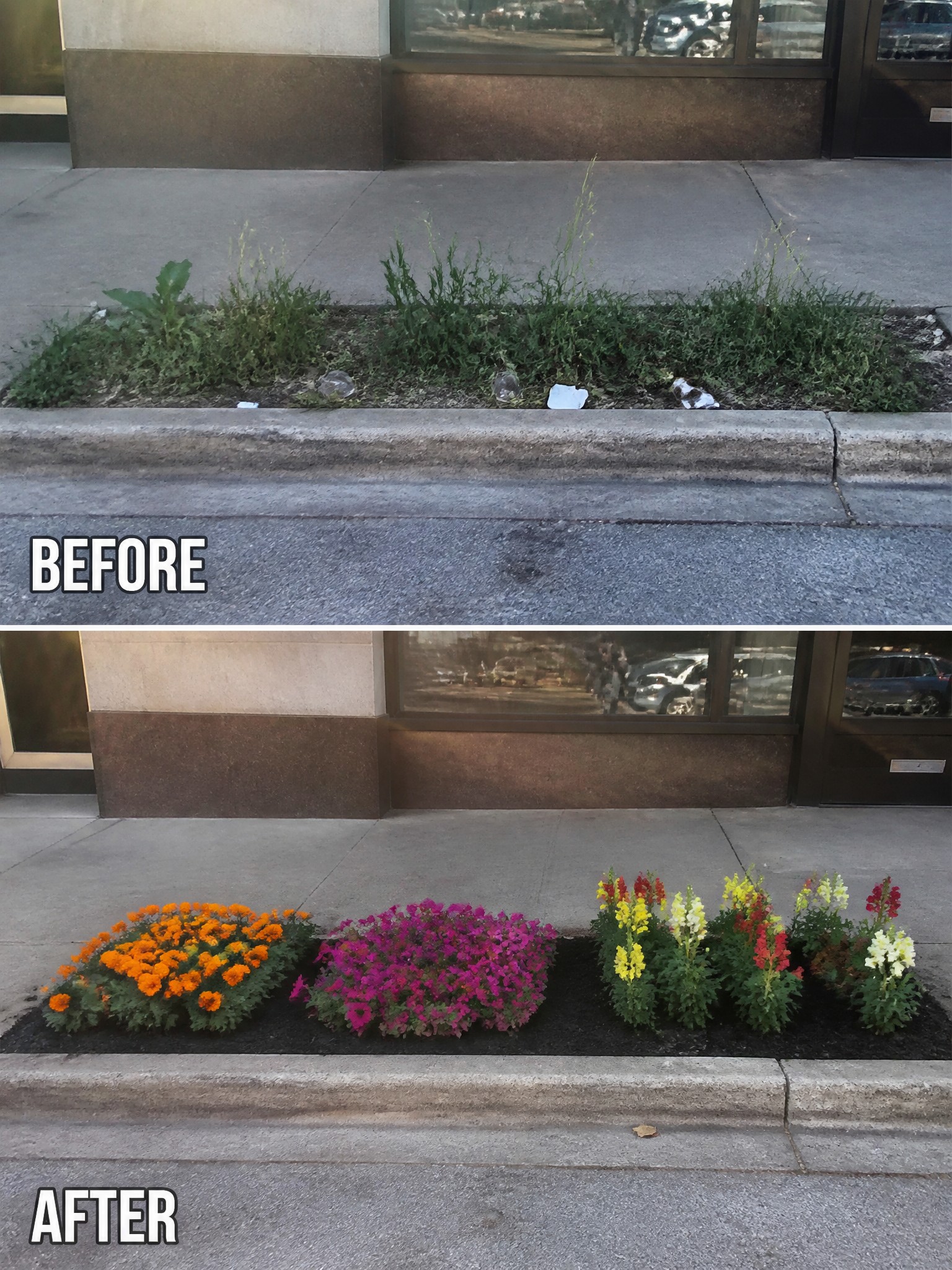 Before-and-after image of an overgrown sidewalk planting strip turned into organized flower beds filled with colorful annuals.