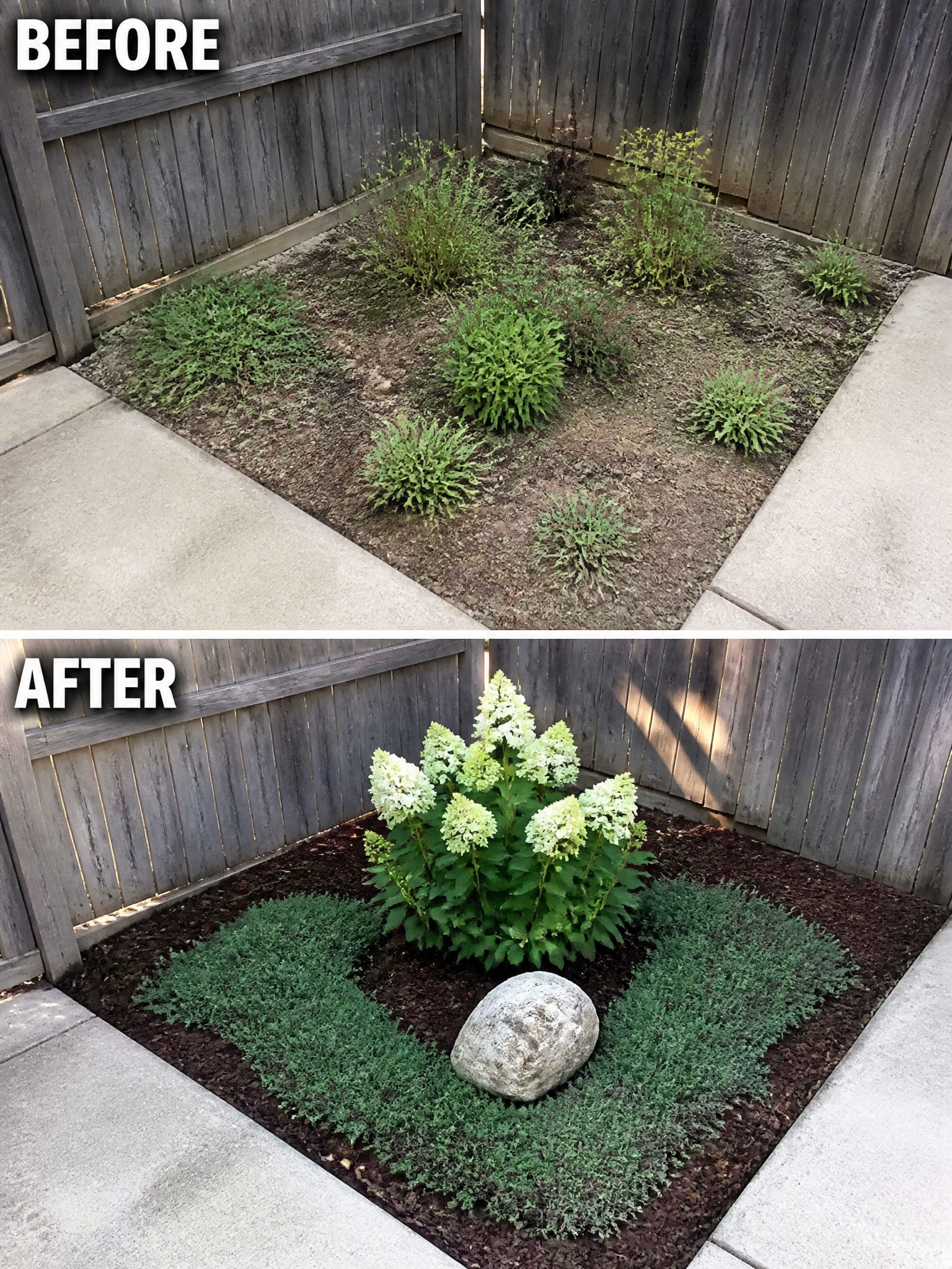 Before and after garden bed with hydrangeas, mulch, rock and ground cover plants