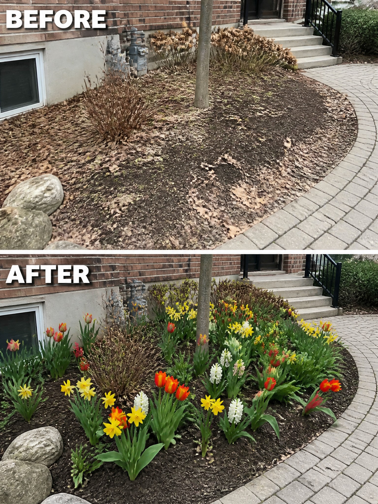 Before and after garden bed with red tulips and yellow daffodils added.