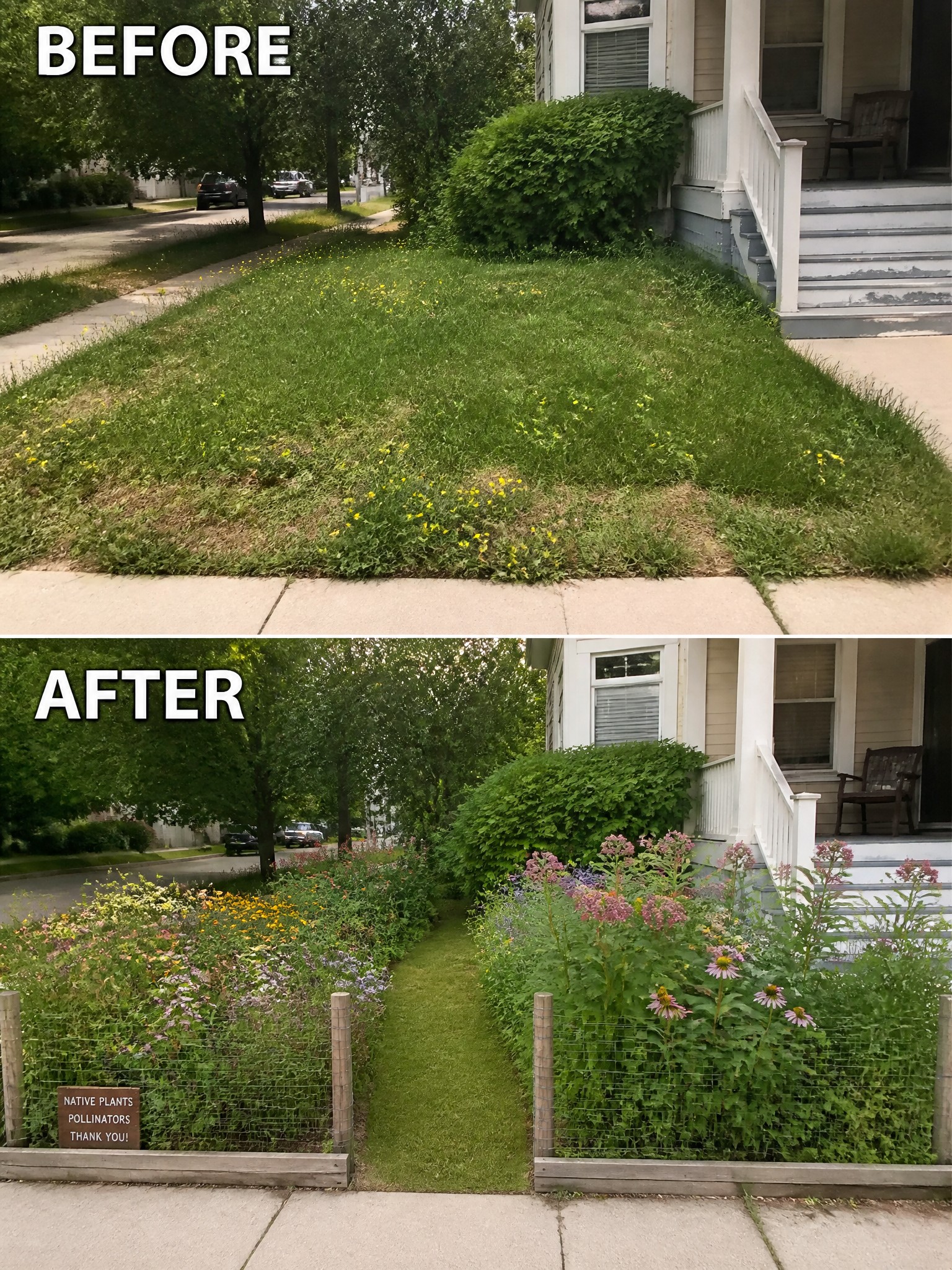 Before weedy lawn and after vibrant fenced native wildflower garden by house.