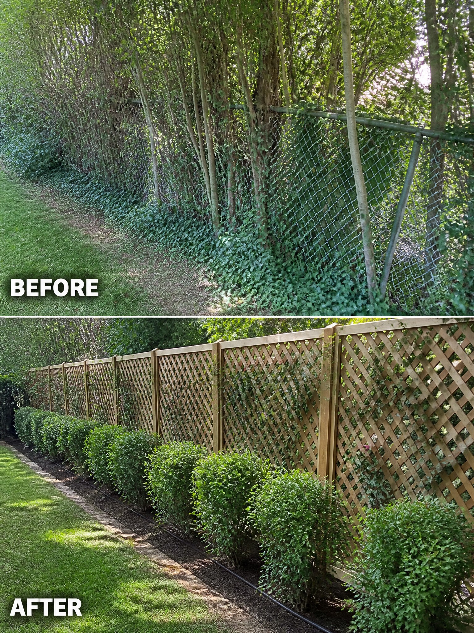 Split image of overgrown chain-link fence before and wooden lattice fence with shrubs after.