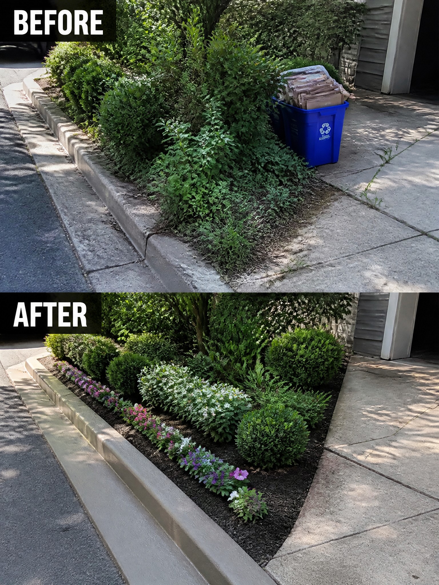 Before-and-after image of an overgrown garden bed along a driveway changed into a neat mulched bed with trimmed shrubs and rows of flowers.